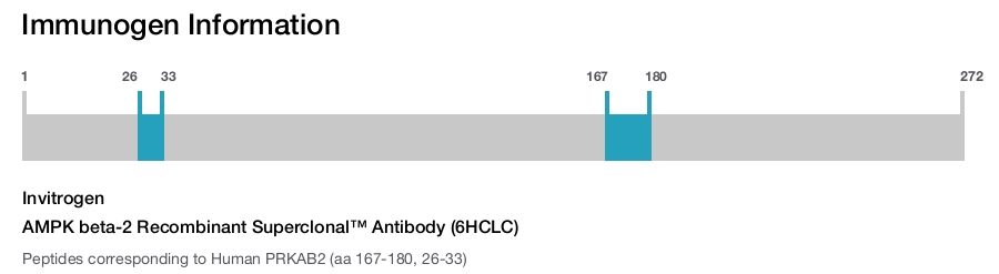 AMPK beta-2 Recombinant Superclonal™ Antibody (6HCLC)