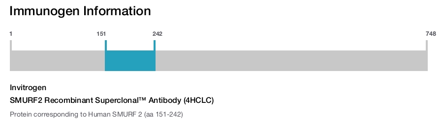 SMURF2 Recombinant Superclonal™ Antibody (4HCLC)