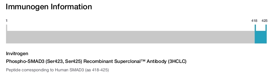 Phospho-SMAD3 (Ser423, Ser425) Recombinant Superclonal™ Antibody (3HCLC)