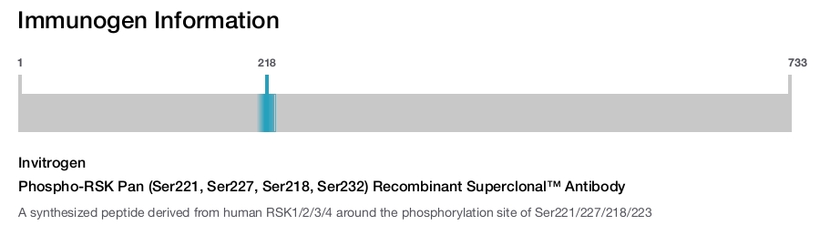 Phospho-RSK Pan (Ser221, Ser227, Ser218, Ser232) Recombinant Superclonal™ Antibody