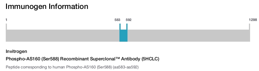Phospho-AS160 (Ser588) Recombinant Superclonal™ Antibody (5HCLC)