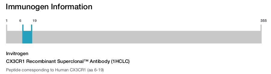 CX3CR1 Recombinant Superclonal™ Antibody (1HCLC)