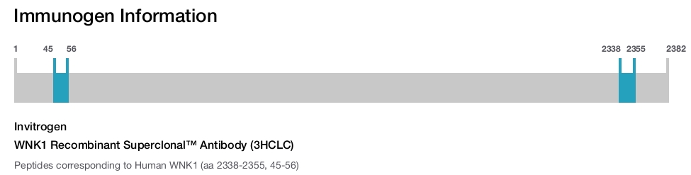 WNK1 Recombinant Superclonal™ Antibody (3HCLC)