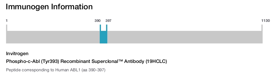 Phospho-c-Abl (Tyr393) Recombinant Superclonal™ Antibody (19HCLC)