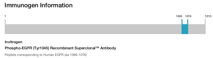 Phospho-EGFR (Tyr1045) Recombinant Superclonal™ Antibody