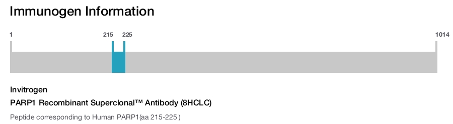 PARP1 Recombinant Superclonal&trade; Antibody (8HCLC)