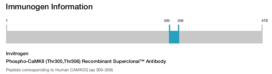 Phospho-CaMKII (Thr305,Thr306) Recombinant Superclonal&trade; Antibody