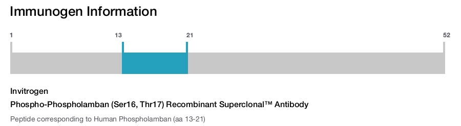 Phospho-Phospholamban (Ser16, Thr17) Recombinant Superclonal™ Antibody
