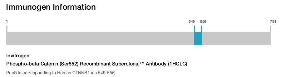 Phospho-beta Catenin (Ser552) Recombinant Superclonal™ Antibody (1HCLC)