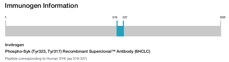 Phospho-Syk (Tyr323, Tyr317) Recombinant Superclonal&trade; Antibody (6HCLC)