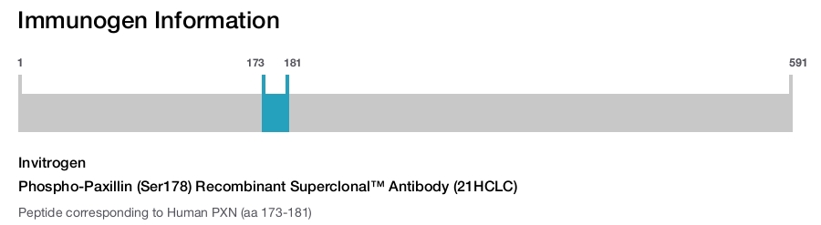 Phospho-Paxillin (Ser178) Recombinant Superclonal™ Antibody (21HCLC)
