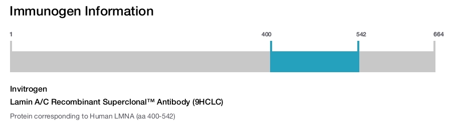 Lamin A/C Recombinant Superclonal™ Antibody (9HCLC)