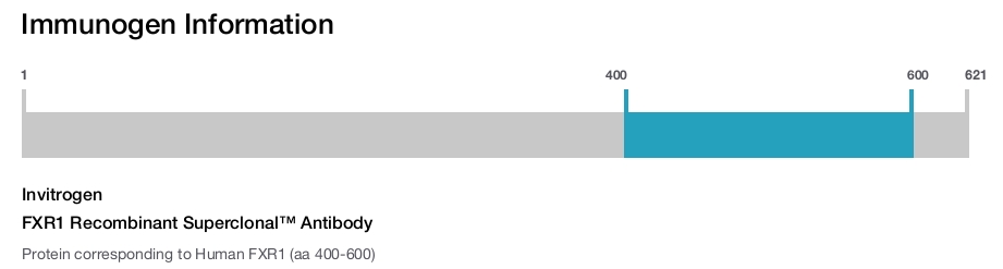FXR1 Recombinant Superclonal™ Antibody