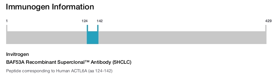 BAF53A Recombinant Superclonal&trade; Antibody (5HCLC)