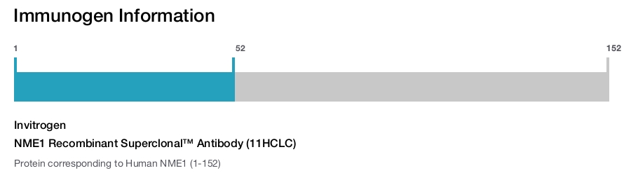 NME1 Recombinant Superclonal™ Antibody (11HCLC)