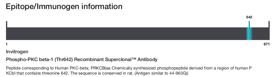Phospho-PKC beta-1 (Thr642) Recombinant Superclonal&trade; Antibody