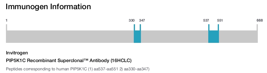 PIP5K1C Recombinant Superclonal™ Antibody (16HCLC)