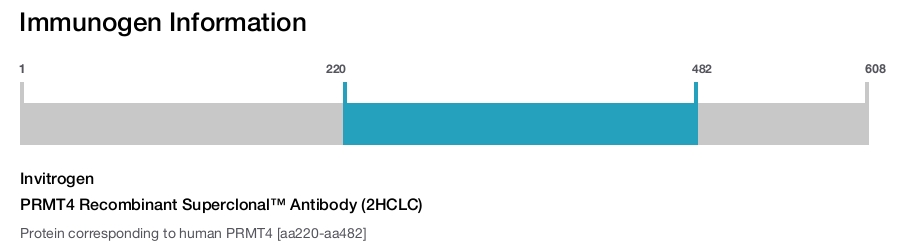 PRMT4 Recombinant Superclonal™ Antibody (2HCLC)