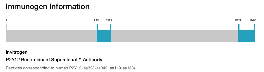 P2Y12 Recombinant Superclonal™ Antibody