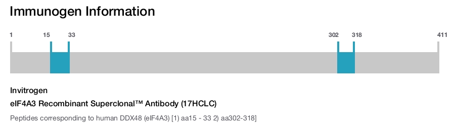 eIF4A3 Recombinant Superclonal™ Antibody (17HCLC)