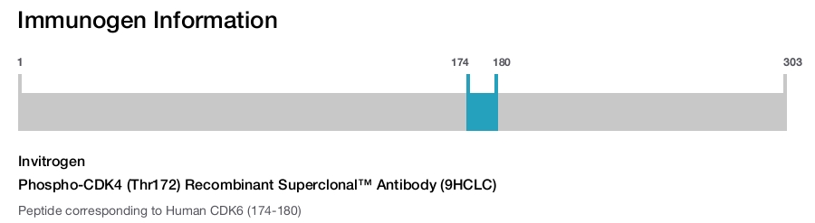 Phospho-CDK4 (Thr172) Recombinant Superclonal™ Antibody (9HCLC)