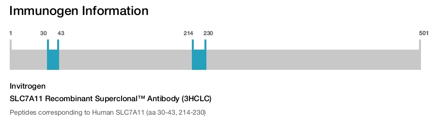 SLC7A11 Recombinant Superclonal™ Antibody (3HCLC)