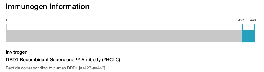 DRD1 Recombinant Superclonal&trade; Antibody (2HCLC)