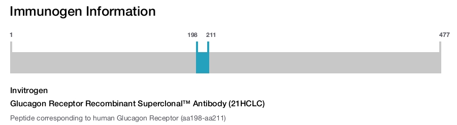 Glucagon Receptor Recombinant Superclonal™ Antibody (21HCLC)