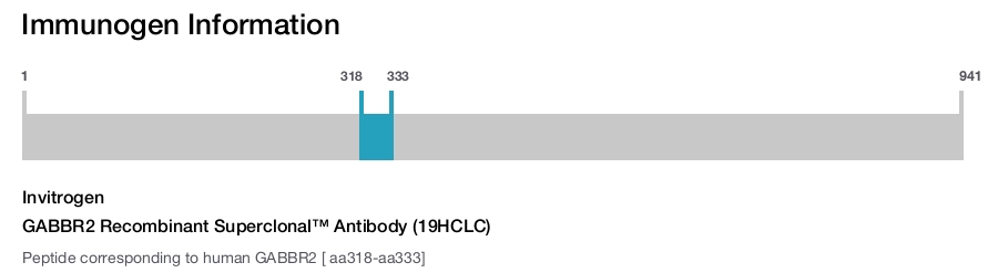 GABBR2 Recombinant Superclonal&trade; Antibody (19HCLC)