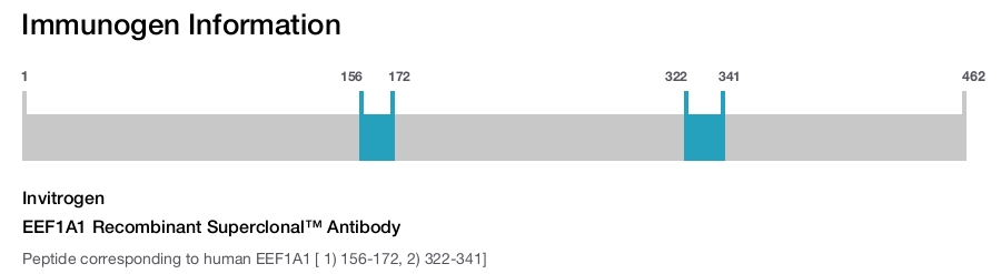 EEF1A1 Recombinant Superclonal™ Antibody