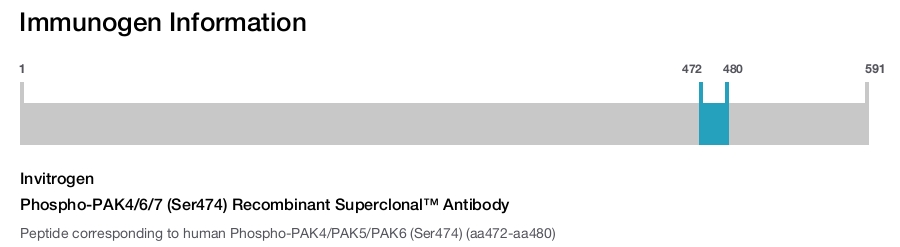 Phospho-PAK4/6/7 (Ser474) Recombinant Superclonal™ Antibody