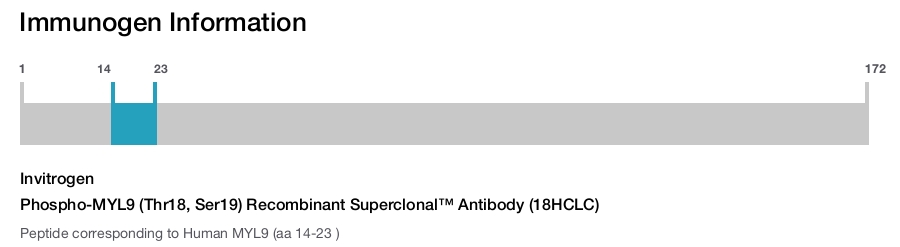 Phospho-MYL9 (Thr18, Ser19) Recombinant Superclonal™ Antibody (18HCLC)
