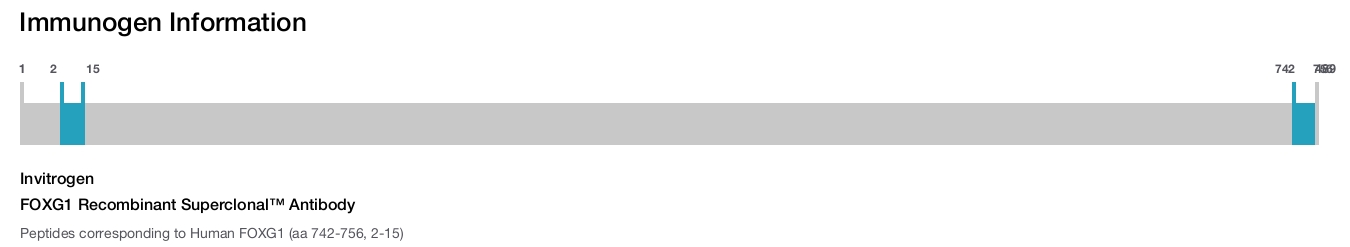 FOXG1 Recombinant Superclonal™ Antibody