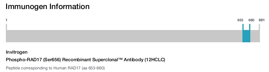 Phospho-RAD17 (Ser656) Recombinant Superclonal™ Antibody (12HCLC)