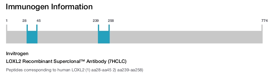LOXL2 Recombinant Superclonal™ Antibody (7HCLC)