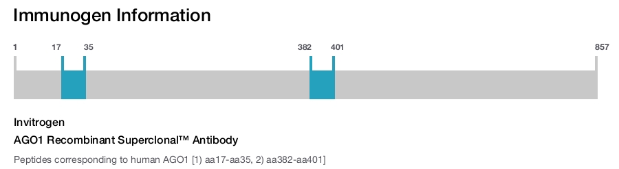 AGO1 Recombinant Superclonal™ Antibody