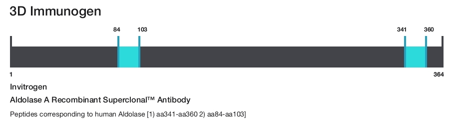 Aldolase A Recombinant Superclonal&trade; Antibody