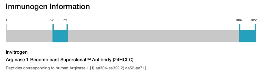 Arginase 1 Recombinant Superclonal™ Antibody (24HCLC)