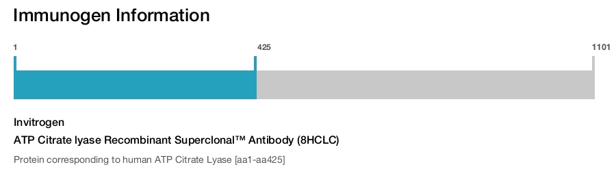 ATP Citrate lyase Recombinant Superclonal™ Antibody (8HCLC)