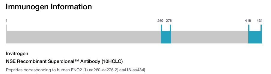 NSE Recombinant Superclonal™ Antibody (10HCLC)