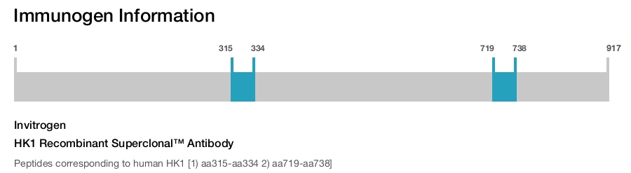 HK1 Recombinant Superclonal™ Antibody
