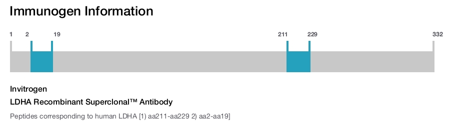 LDHA Recombinant Superclonal™ Antibody