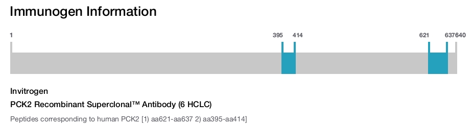 PCK2 Recombinant Superclonal™ Antibody (6 HCLC)