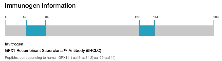 GPX1 Recombinant Superclonal™ Antibody (5HCLC)