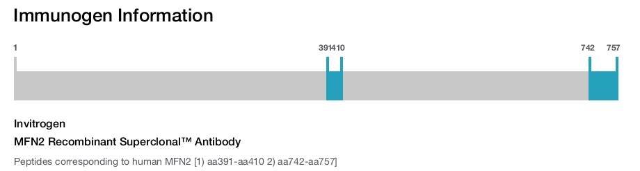 MFN2 Recombinant Superclonal™ Antibody