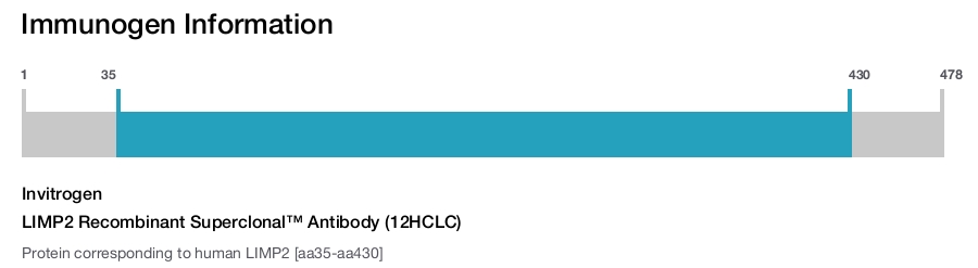 LIMP2 Recombinant Superclonal™ Antibody (12HCLC)