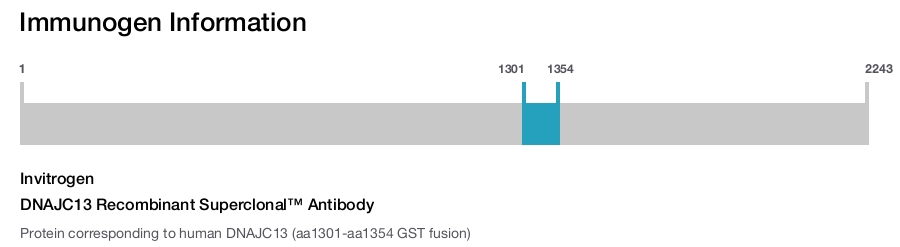 DNAJC13 Recombinant Superclonal™ Antibody