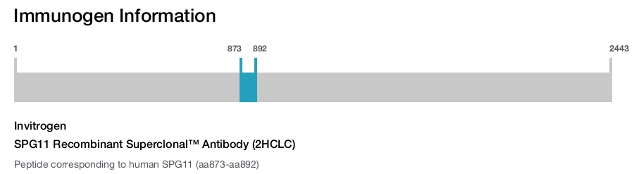 SPG11 Recombinant Superclonal™ Antibody (2HCLC)