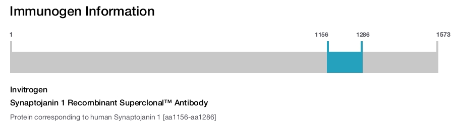 Synaptojanin 1 Recombinant Superclonal™ Antibody