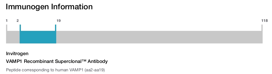 VAMP1 Recombinant Superclonal™ Antibody